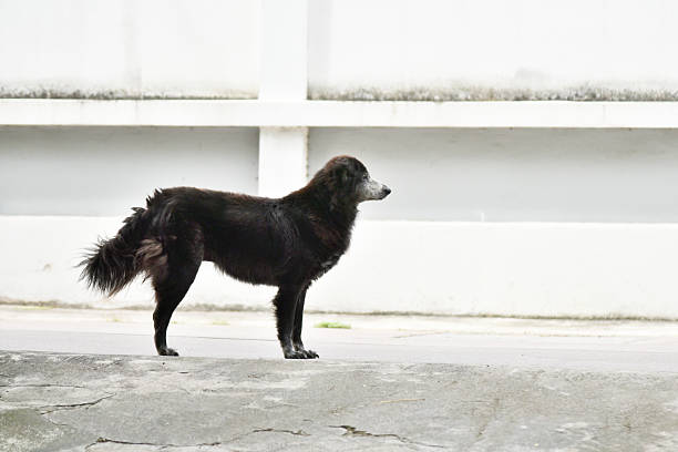 Black dog stand at street looking out