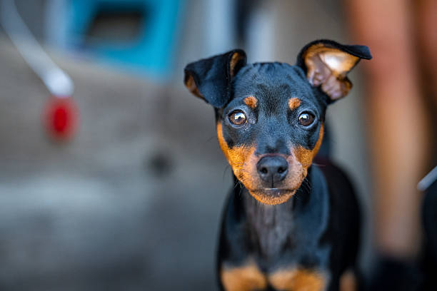 istock Miniature Pinscher Puppy 2247606169