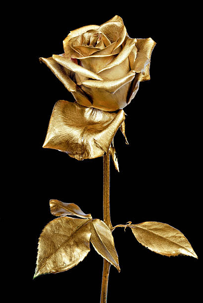 istock golden rose isolated on black background 2247607242