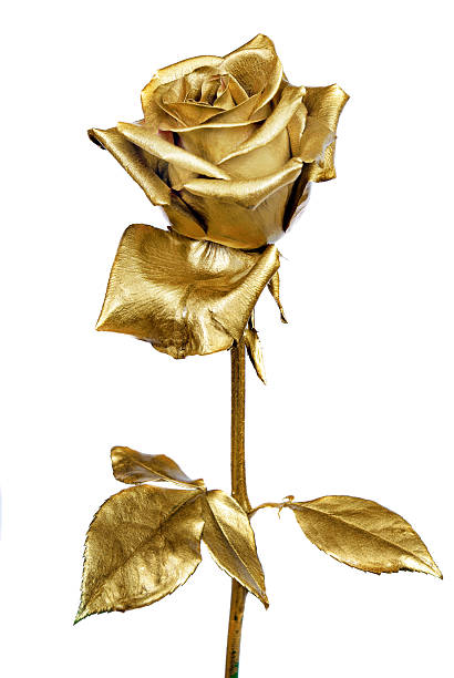 istock golden rose isolated on white background 2247607244