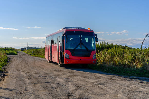 A bright red bus stands still on a dusty path lined with vibrant green plants, bathed in warm sunset light, creating a serene and picturesque scene of tranquility.