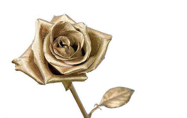 istock golden rose isolated on white background 2247608151