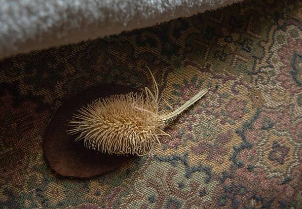istock Dried Thistle Flowers at Montachute House 2247608647