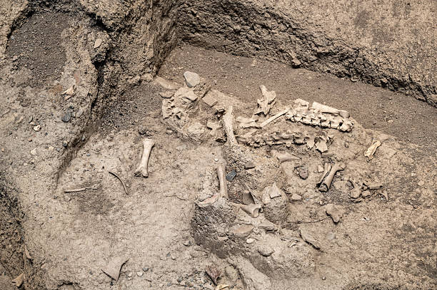 Sea turtle skeleton on the sand - Yumurtalık Lagoon National Park