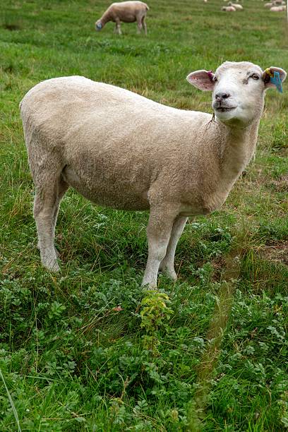 istock Sheep in meadow Salisbury Wiltshire United Kingdom 2247609910