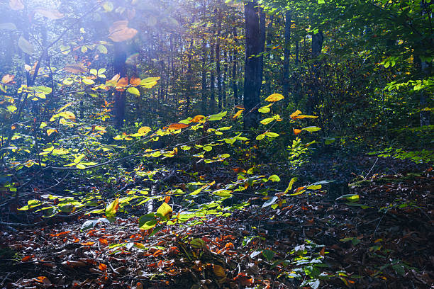 A peaceful forest scene featuring autumn leaves illuminated by soft sunlight. Vibrant green and golden foliage contrasts with the shaded forest floor, capturing the tranquil atmosphere of nature in early fall. Perfect for themes related to seasons, nature, environment, tranquility, and outdoor inspiration.
