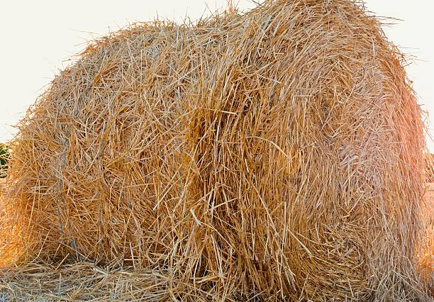 Hay bales in an agricultural field.