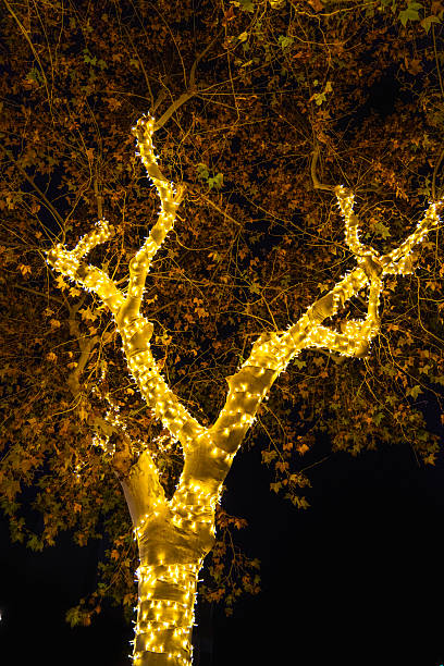 istock Tree wrapped in warm yellow Christmas lights illuminating the branches and leaves even on a dark night. 2247612005