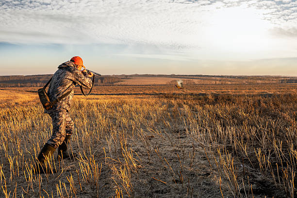 istock Hunter man takes aim at a pheasant as it takes flight. 2247614701