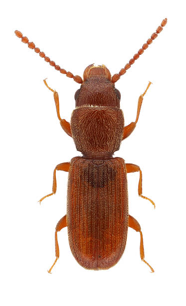 istock Lined flat bark beetle, Cryptolestes ferrugineus, common name the rusty grain beetle. It is one of the most common pests of stored grains, grain products, dry plants and dry plant. Isolated on a white 2247615421