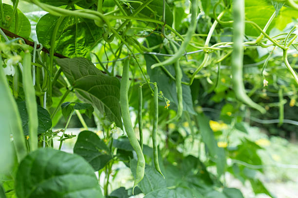 istock Cowpea Vigna unguiculata in the garden 2247615554