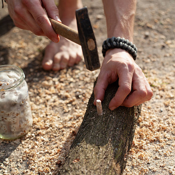 istock Homegrown edible mushrooms on wooden logs -  inoculating process 2247617225