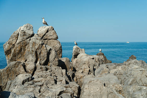 Three seagulls on three rocks by the ocean in Italy Mediterranean