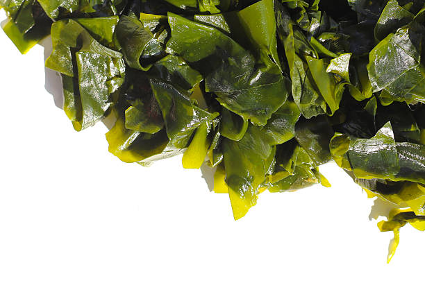 istock Pile of fresh wakame seaweed. 2247619234