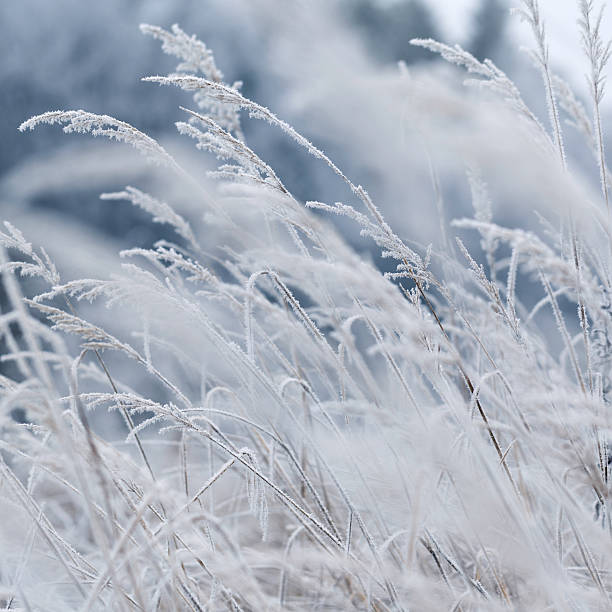 Grass in a meadow covered in frost and rime ice in winter.