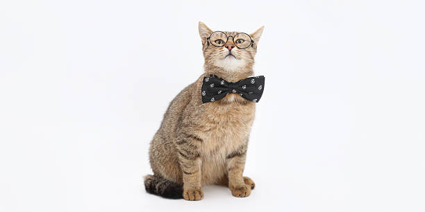 istock Stylish cat with glasses and bow tie 2247622718
