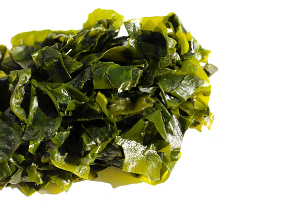 istock Pile of fresh wakame seaweed. 2247623665