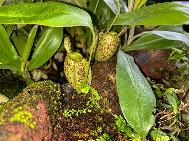 istock Two vibrant, green pitcher plants with red splotches growing among mossy rocks. 2247623937