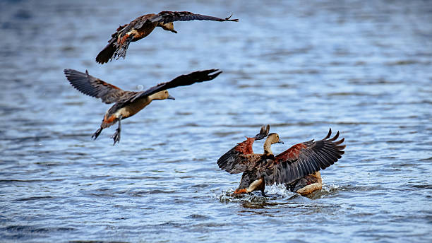 istock Lesser whistling ducks landing on water 2247624596