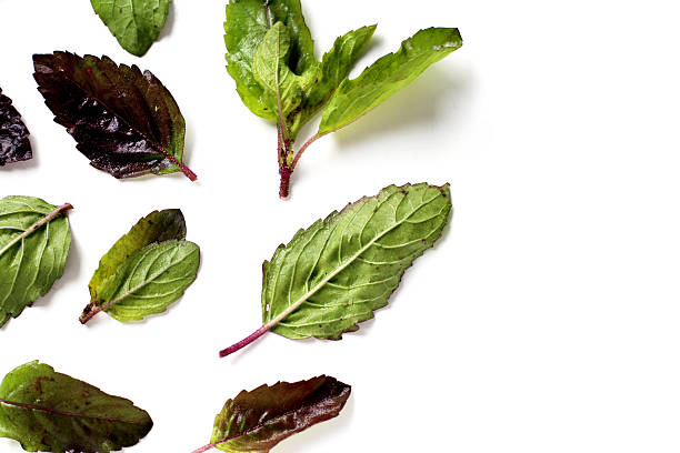 istock Holy basil, Fresh leaves of herb plant 2247625077