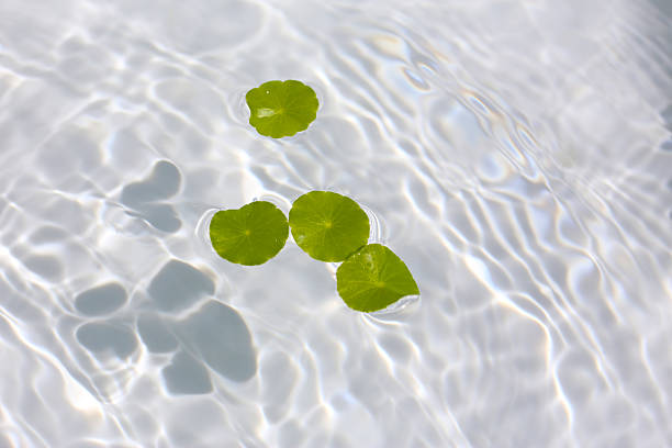 istock Green Water Pennywort leaves floating on the clear, sun-dappled surface. 2247626065