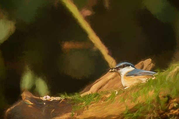 istock Environmental portrait of a Eurasian Nuthatch in the forest. 2247626923