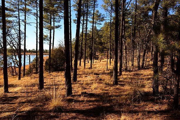 istock Lake of the Woods Arizona 2247631452