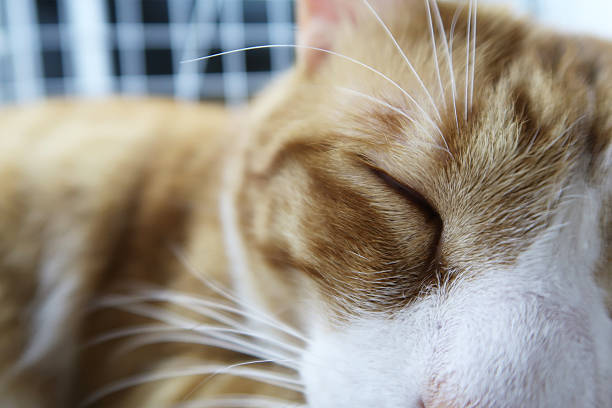 Cute Asian Cat