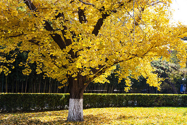 In autumn on the campus of Peking University, the yellow ginkgo trees are very beautiful