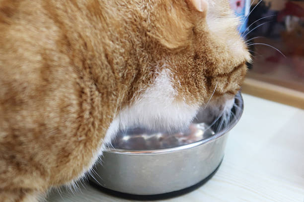 istock Orange tabby cat drinking from a water bowl. 2247634186