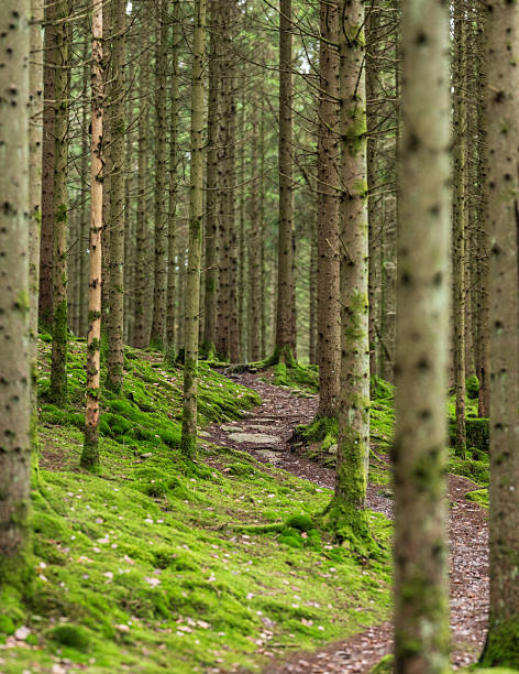 Winding trail through dense spruce forest carpeted with bright green moss.