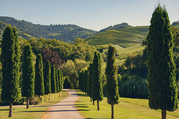 The Kinzig Valley with vineyards in Gengenbach in the Black Forest