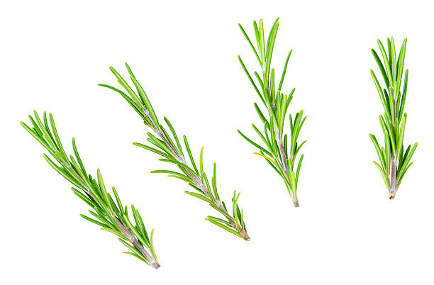 istock rosemary isolated on a white background, macro shot. aromatic rosemary isolated. 2247636596