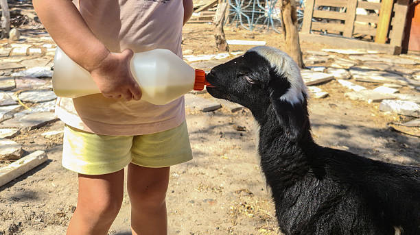 Little Girl Feeding Baby Goat Milk With Bottle Using Her Tiny Hand