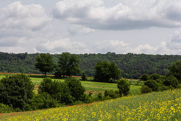 istock Lush green fields under a cloudy sky in a serene rural landscape during midday 2247637007