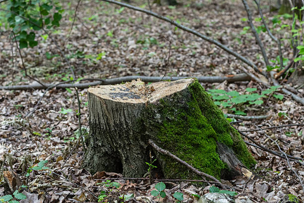 istock Stump covered in moss amidst fallen leaves in a serene forest setting during a quiet afternoon 2247637609