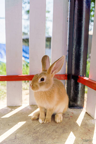 cute domestic rabbits sitting together on the ground for holiday