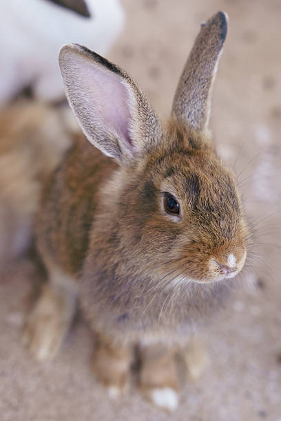 istock cute domestic rabbits sitting together on the ground 2247638339