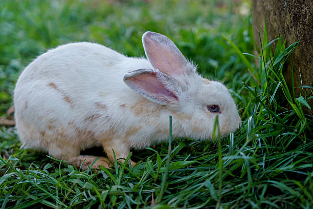 istock cute domestic rabbits sitting together on the ground 2247638395