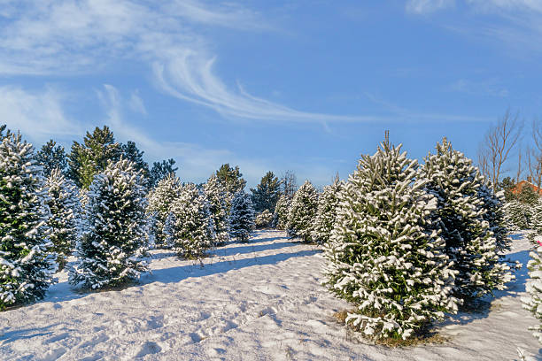 istock Christmas Tree Farm Balsam Fir 2247639401