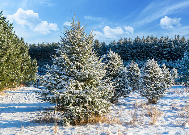 istock Christmas Tree Farm Balsam Fir 2247639418