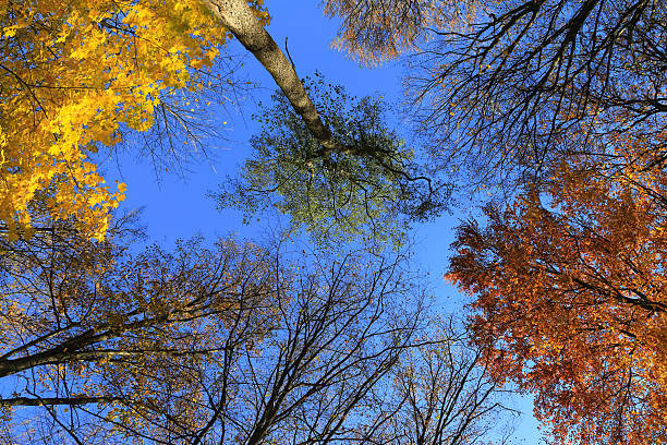 Nice view of blue sky through autumn trees in the forest