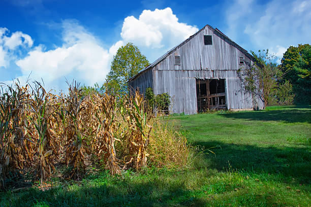 Old weathered barn with corn field-Howard County, Indiana