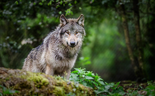 istock Gray wolf standing in a forest - France 2247644070