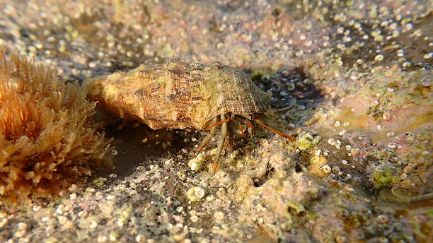 istock Mediterranean rocky shore hermit crab (Clibanarius erythropus) in common cerith (Thericium vulgatum) 2247644230