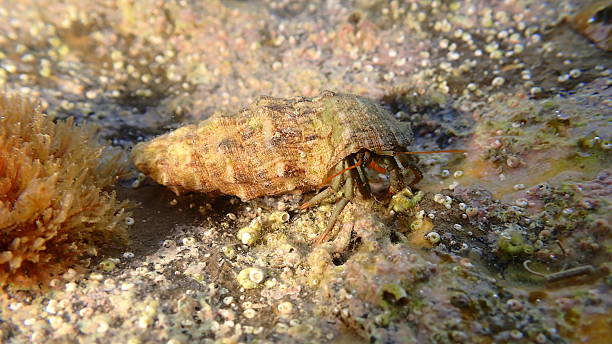 istock Mediterranean rocky shore hermit crab (Clibanarius erythropus) in common cerith (Thericium vulgatum) 2247644248