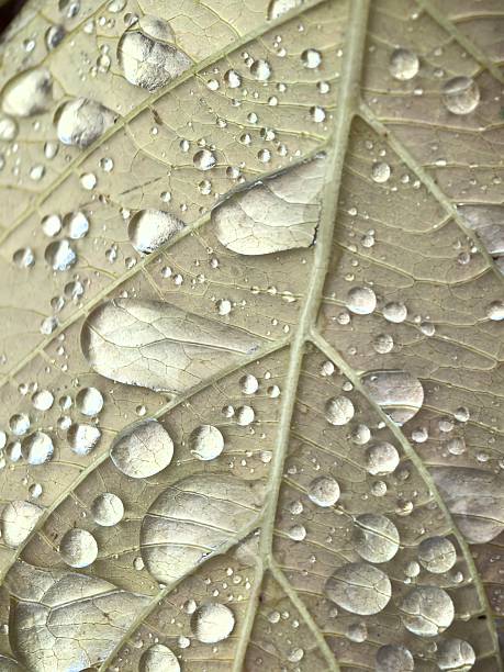 istock Rain, drops on a yellow leaf, texture of autumn leaves, leaf and drops, for background, texture of rain drops, after rain, autumn aesthetics, autumn, November 2247645872