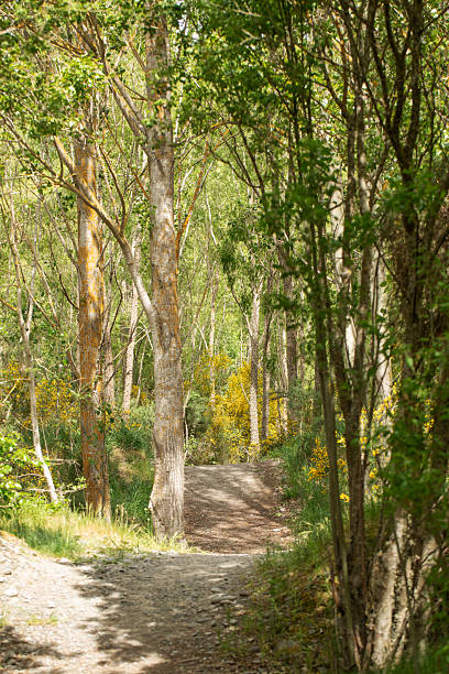istock expansive gorselined countryside pathway, sunny grassy trail perfect for exercise and exploration 2247645952