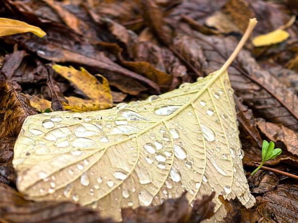An autumn maple leaf lies flat on the grass. Raindrops on a leaf. Autumn colors. Flatly. Autumn Flat Lays.