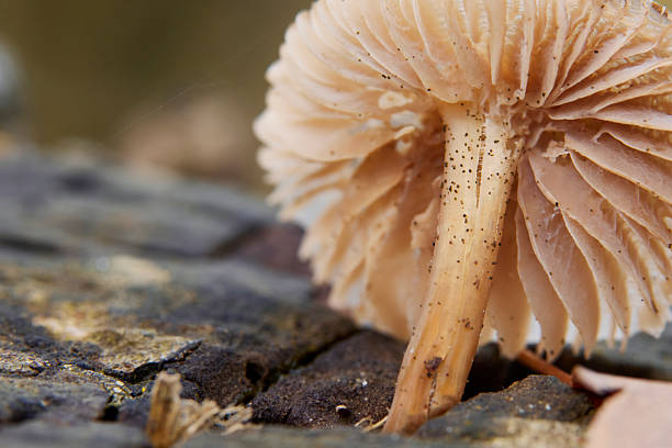 istock macro of mushroom on wooden stem 2247646167